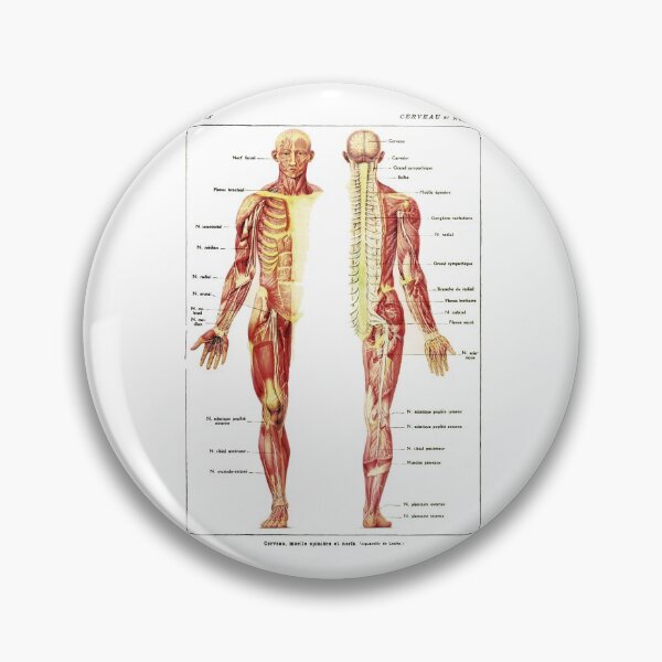 Item preview, Antique Anterior and Posterior View of the Human Nervous System designed and sold by BritishYank.
