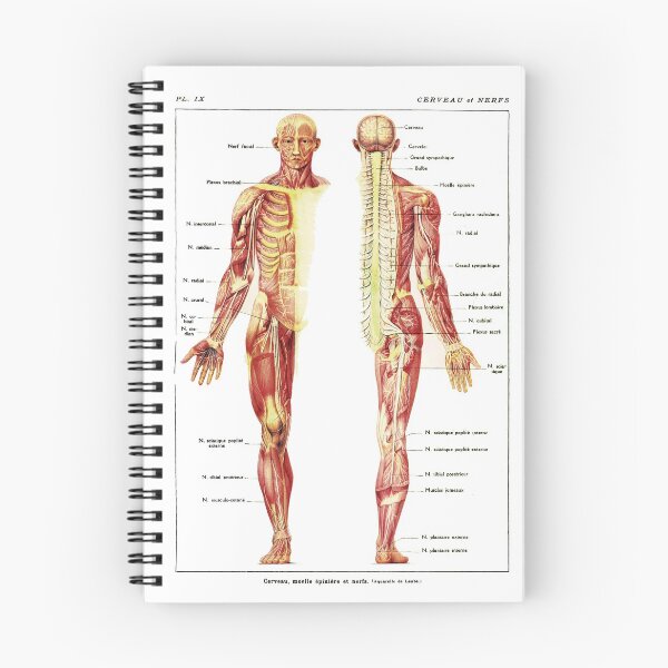 Item preview, Antique Anterior and Posterior View of the Human Nervous System designed and sold by BritishYank.