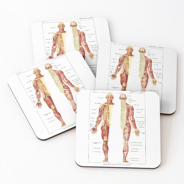 Item preview, Antique Anterior and Posterior View of the Human Nervous System designed and sold by BritishYank.