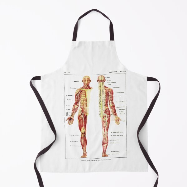Item preview, Antique Anterior and Posterior View of the Human Nervous System designed and sold by BritishYank.