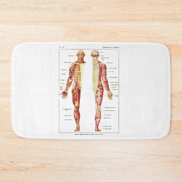 Item preview, Antique Anterior and Posterior View of the Human Nervous System designed and sold by BritishYank.