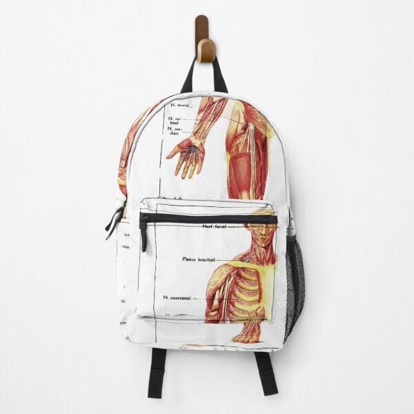 Item preview, Antique Anterior and Posterior View of the Human Nervous System designed and sold by BritishYank.