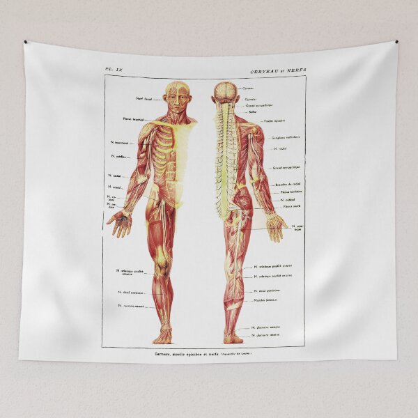 Item preview, Antique Anterior and Posterior View of the Human Nervous System designed and sold by BritishYank.
