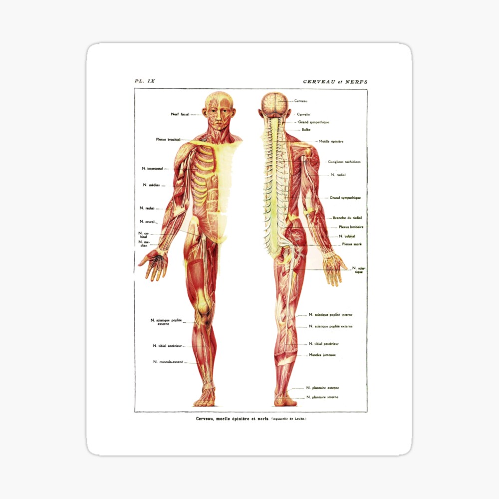 Анатомический плакат. Анатомические плакаты. Анатомия человека. Анатомический плакат человека. Строение человека.