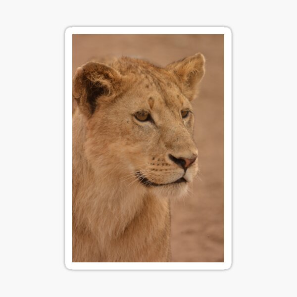 Item preview, Young pretender  designed and sold by Barny  Martin.
