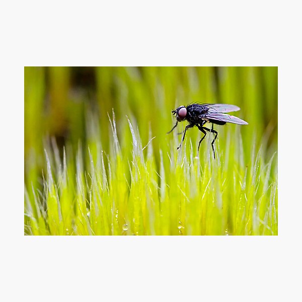 Item preview, Tiny Fly designed and sold by RobynCarter.