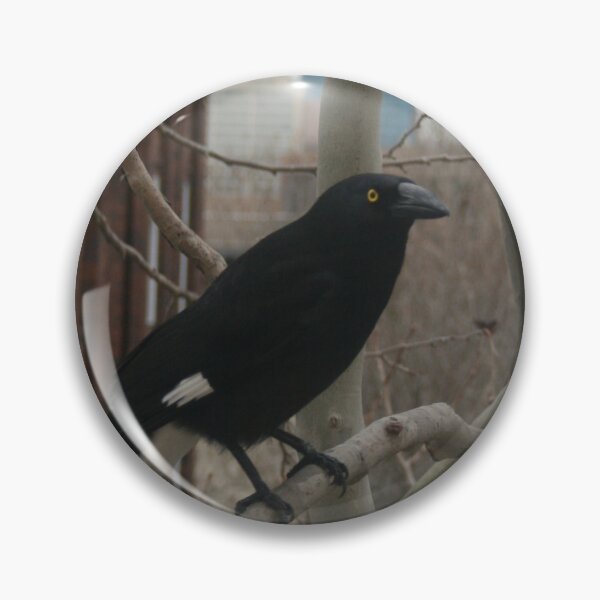 Item preview, Pied Currawong DPG150611 designed and sold by CSteenArt.