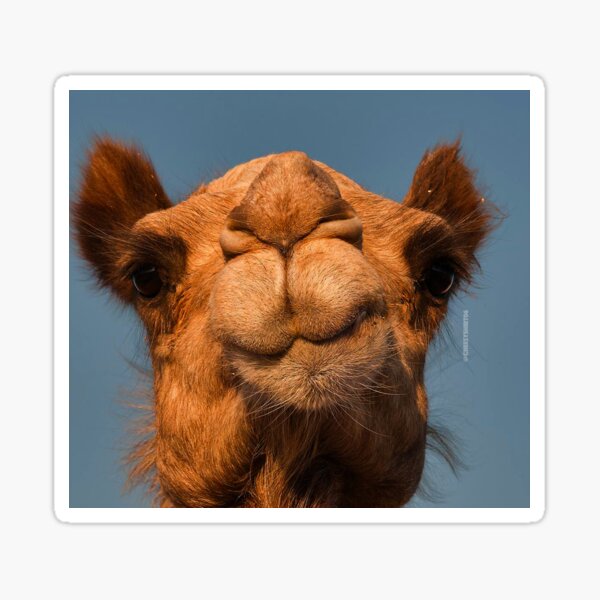Item preview, Camel  designed and sold by Cheesy06.