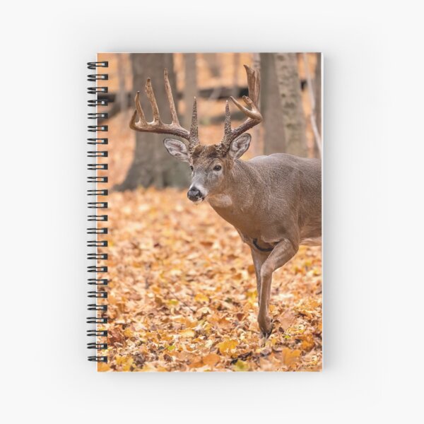 Item preview, Autumn Buck designed and sold by ReflectPhoto.
