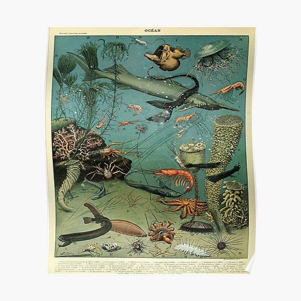 Adolphe Millot sea life Poster