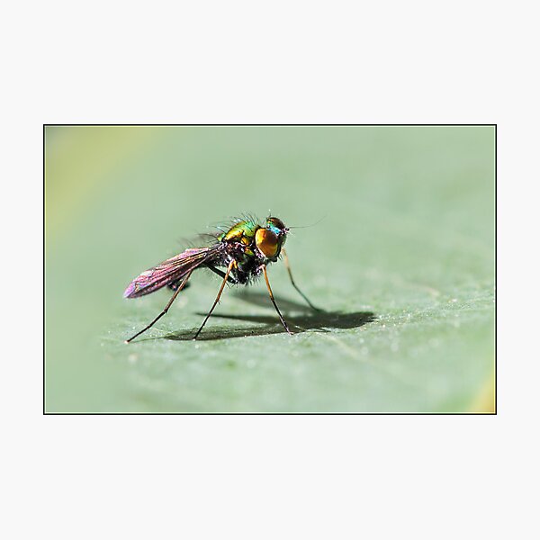 Item preview, Fluro Fly designed and sold by Helenvandy.