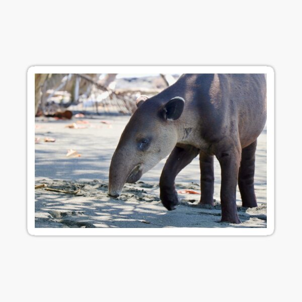 Item preview, Costa Rica Baird's Tapir en la playa designed and sold by cmilliganphoto.