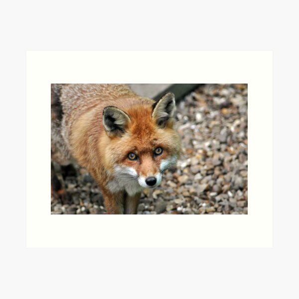 Red Fox ~ Shepreth Wildlife Park Art Print