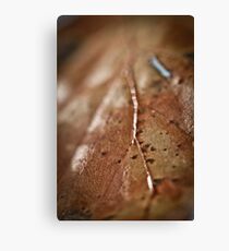 Autumn Leaf Canvas Print