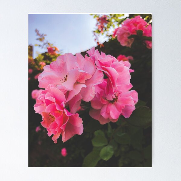 Artikelvorschau, 3 rosa Blumen entworfen und verkauft von SGDesigns13.