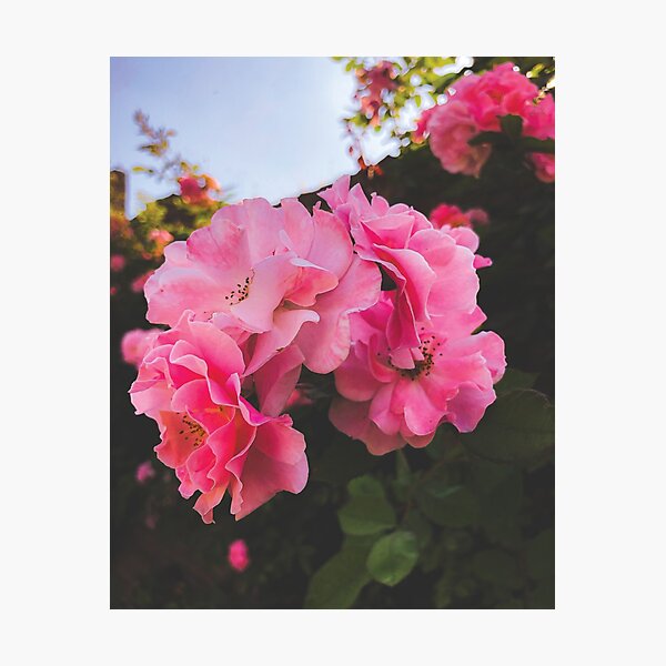 Aperçu de l'œuvre 3 fleurs roses créée et vendue par SGDesigns13.
