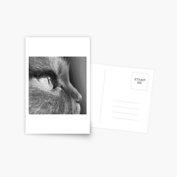 Cat's Eye Postcard