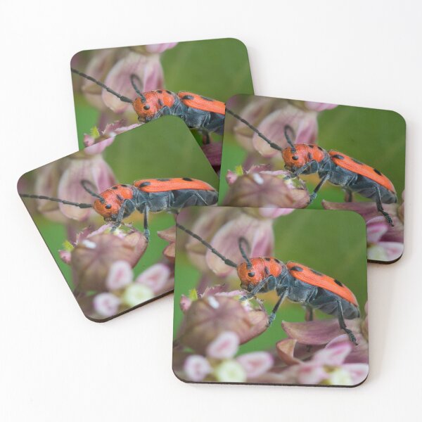Item preview, Red Milkweed Beetle Feeding designed and sold by dlamb.