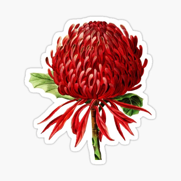 Item preview, Vintage Waratah Illustration designed and sold by karwilbedesigns.