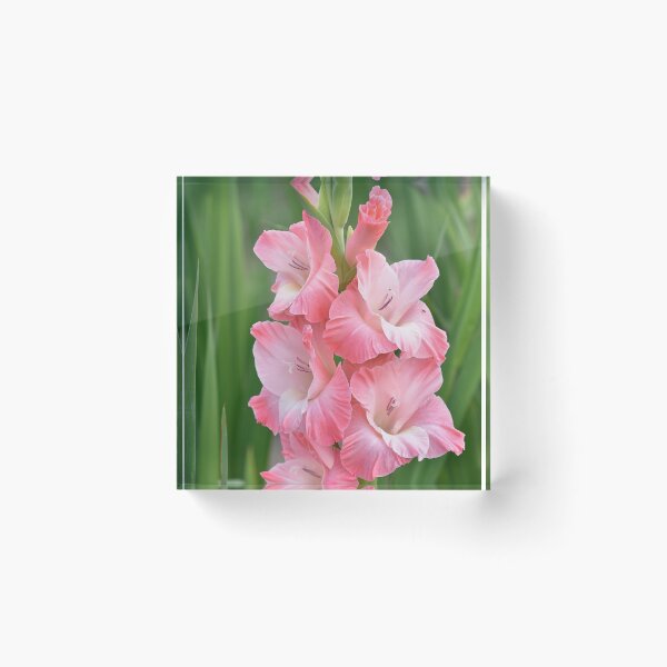 Item preview, Soft pink gladiolus designed and sold by IoanaHraball.
