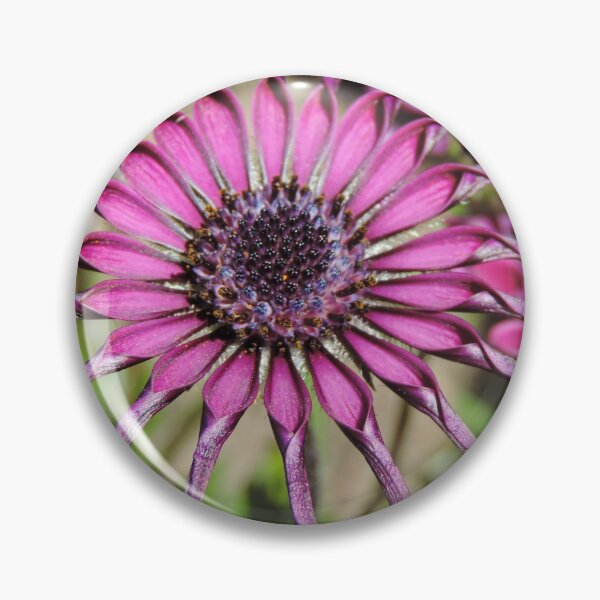 Item preview, Osteospermum – ‘Whirlygig’ designed and sold by Marilyn Harris.