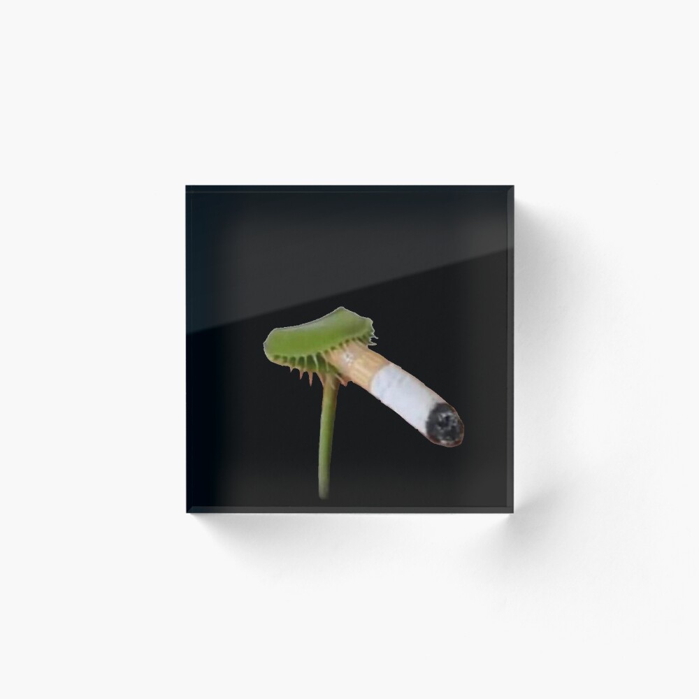 venus fly trap cigarette venus flytrap smoking a cigarette 