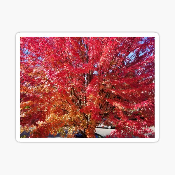 Item preview, Autumn Fire Tree  designed and sold by Anwynn.