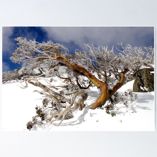 Item preview, Snow gum I designed and sold by geophotographic.