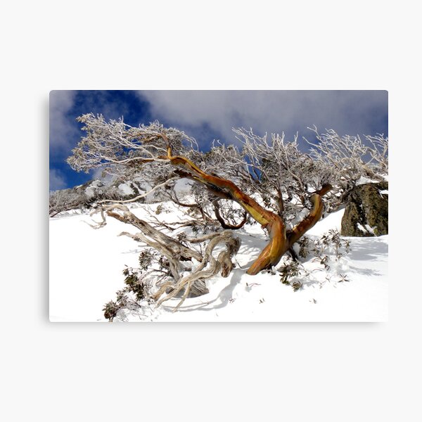Item preview, Snow gum I designed and sold by geophotographic.