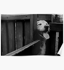 Happy Dog Poster