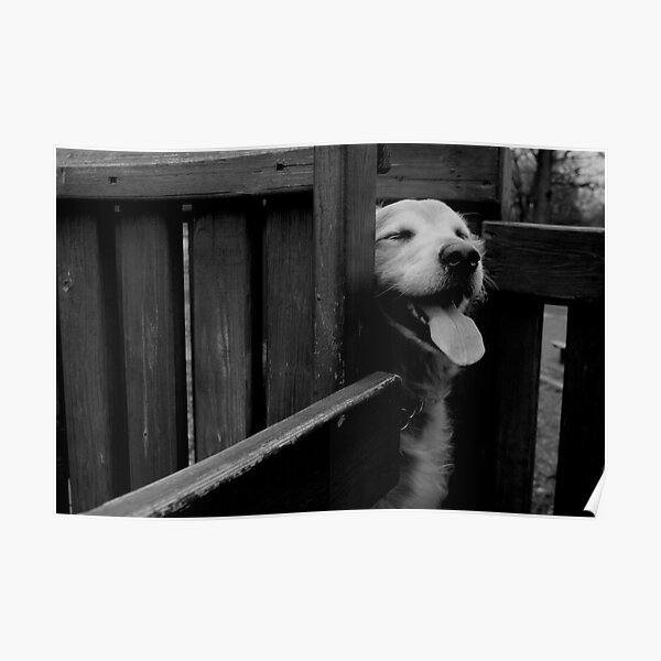 Happy Dog Poster
