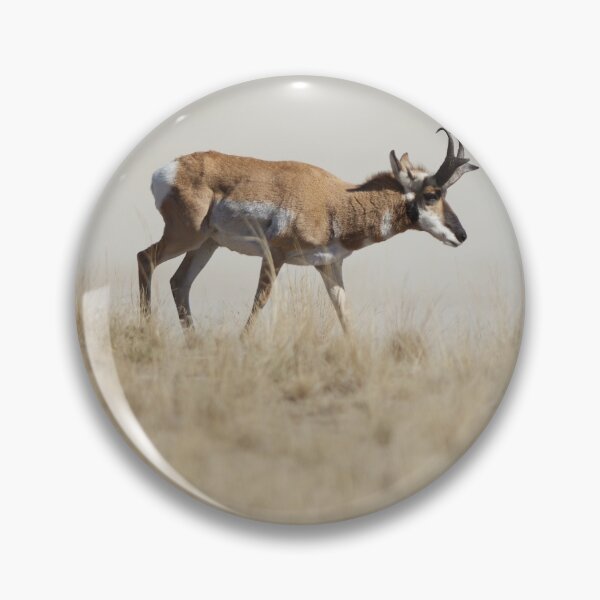 Item preview, Pronghorn Antelope,  Antelope Island, Utah,  designed and sold by jvoweaver.