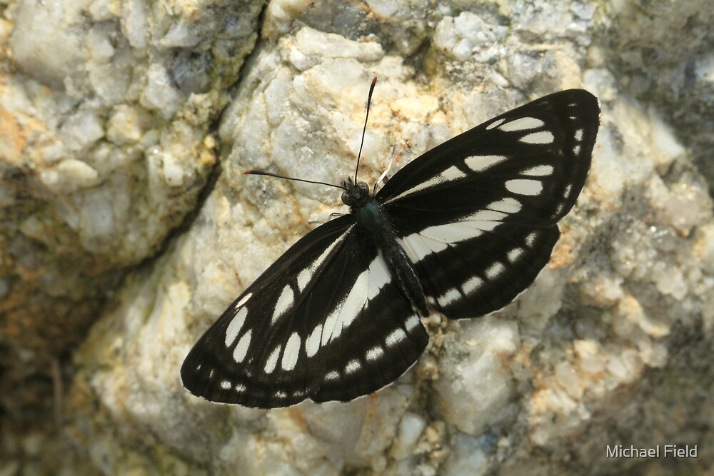 Glider Butterfly, Rila Mountains, Bulgaria" by Michael Field