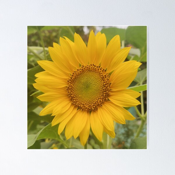 Item preview, Sunflower designed and sold by Thishakya.