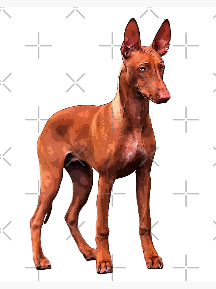 Pharaoh Hound Dogs