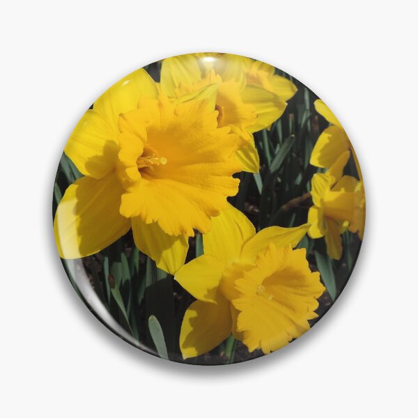 Item preview, Golden Daffodils - Daffodil Festival, Rydal, New South Wales. designed and sold by Marilyn Harris.