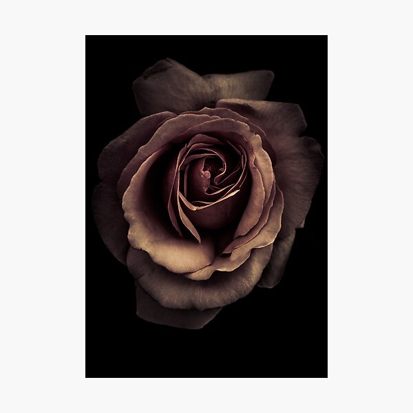 Item preview, A rose in monochrome designed and sold by alan shapiro.