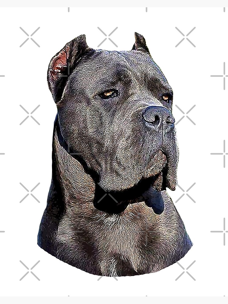 cane corso x pitbull