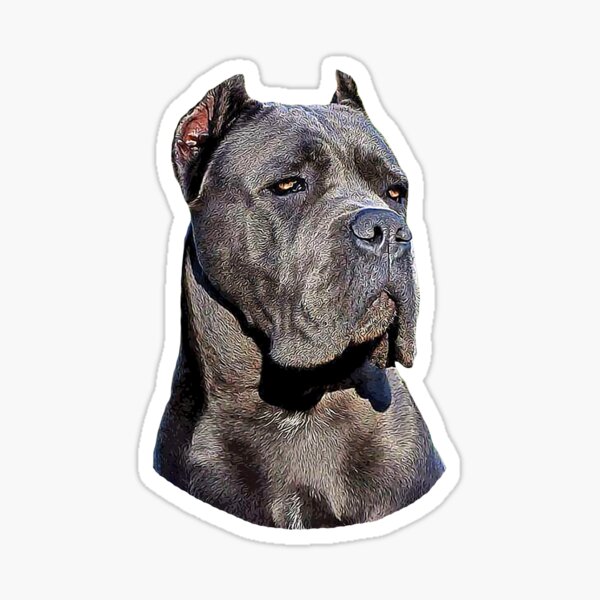 Cane Corso Puppies For Sale - Blue Kings Cane Corso