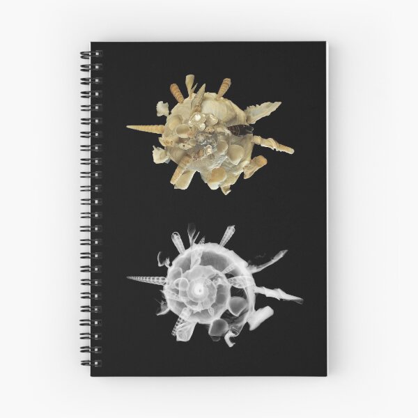 Item preview, The Shell Collector - X-Ray  designed and sold by Juergen Freund.