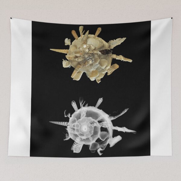 Item preview, The Shell Collector - X-Ray  designed and sold by Juergen Freund.