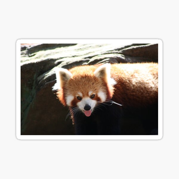 Red Panda Tongue Sticker