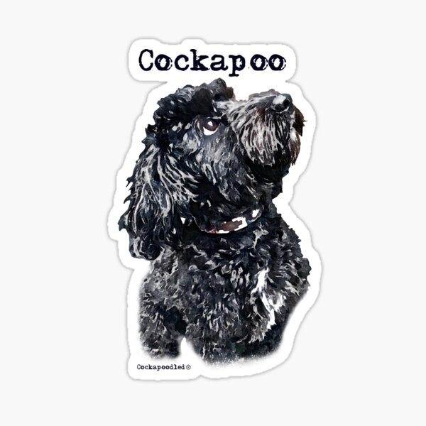 Black Cockapoo Dog Sticker