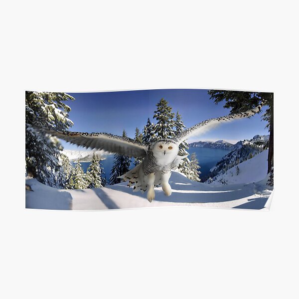Snowy Owl Poster