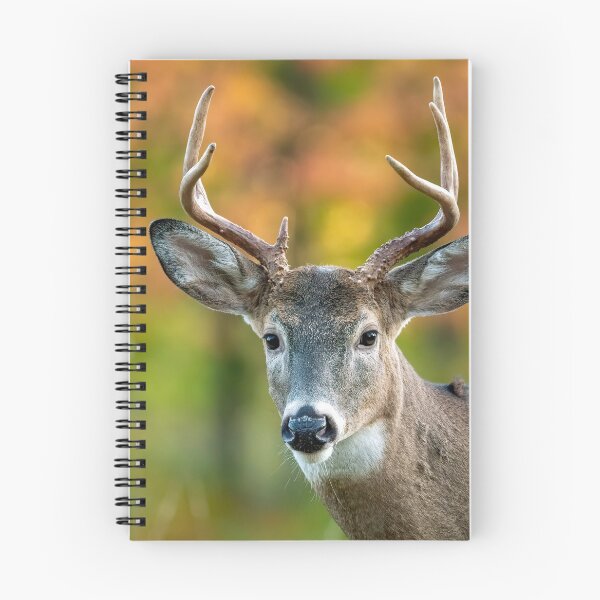 Item preview, Whitetail Buck designed and sold by ReflectPhoto.