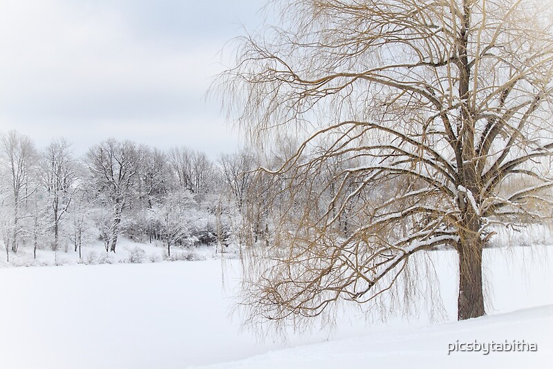 Winter Willow Tree By Picsbytabitha Redbubble   Flat,800x800,075,f.u2 