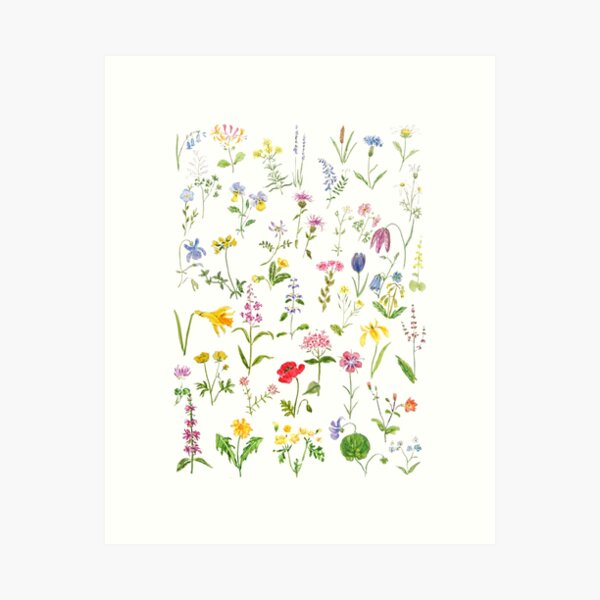 botanical colorful countryside wildflowers watercolor painting Art Print
