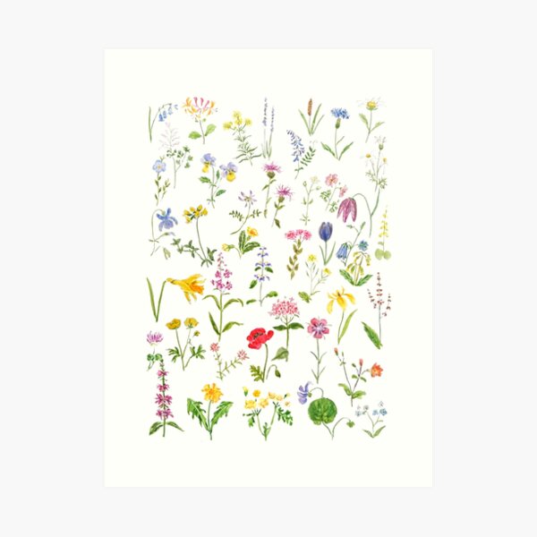 botanical colorful countryside wildflowers watercolor painting Art Print