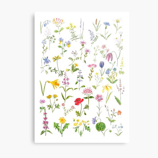 botanical colorful countryside wildflowers watercolor painting Metal Print