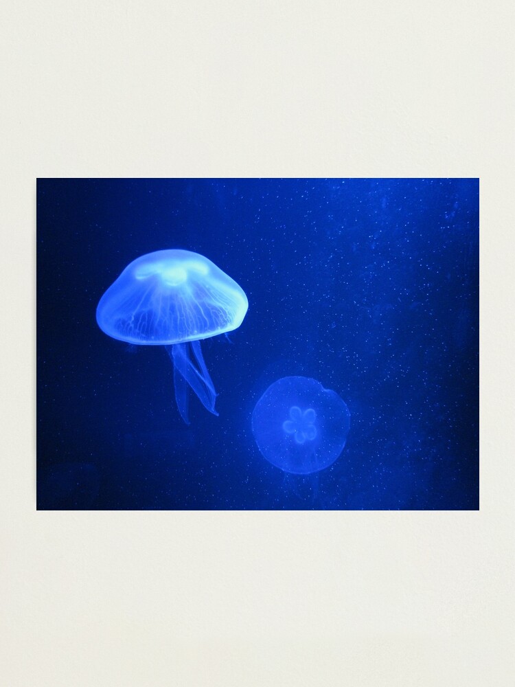 Alternate view of Blue Jellyfish Photographic Print
